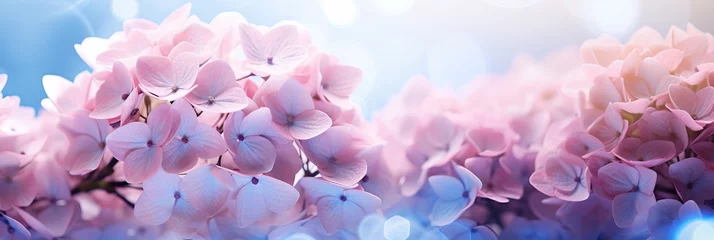Foto op Plexiglas Pink hydrangea on right side, isolated on magical bokeh background with text space on left © Ilja