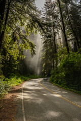 Fototapeta na wymiar Light Rays Fall Through The Canopy Of Redwood Down To The Roadway