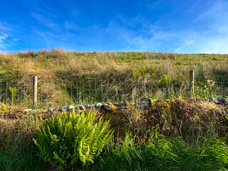 Fototapeta na wymiar Dry stone wall, covered with moss, bracken, and wild plants, high on the moors, set against a blue sky near, Buckden, UK