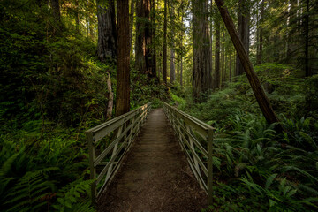 Metal Bridge Crosses A Small Fern Canyon Deep In The Redwood Forest