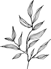 Hand drawn outline sketch of tree twig. Branch with leaves. Botanical hand drawn illustration in sketch style. isolated on a white background