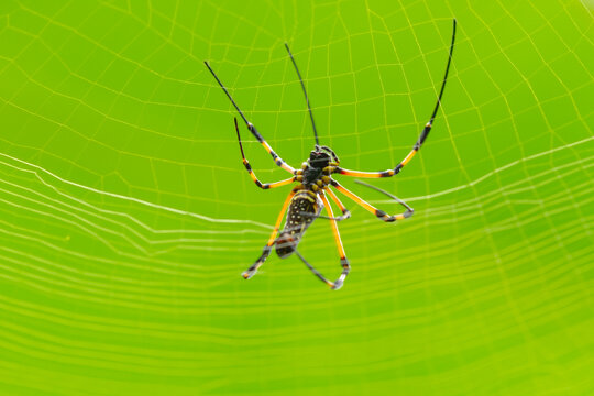 Northern golden orb weaver (Nephila pilipes) animal closeup, Spider making spider web isolated background 