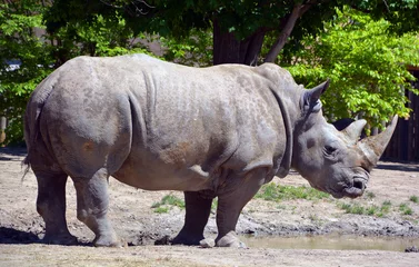 Foto op Plexiglas The white rhinoceros or square-lipped rhinoceros is the largest extant species of rhinoceros.  It has a wide mouth used for grazing and is the most social of all rhino species © Daniel Meunier