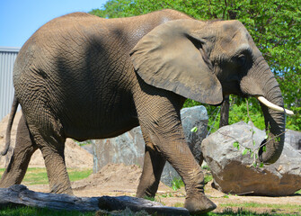 African elephants are elephants of the genus Loxodonta. The genus consists of two extant species: the African bush elephant, L. africana, and the smaller African forest elephant