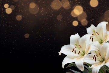 Gorgeous white poinsettia on isolated magical bokeh background with two thirds copy space