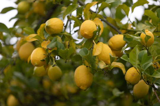 lemons on tree