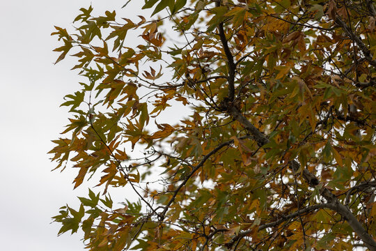 leaves against the blue sky