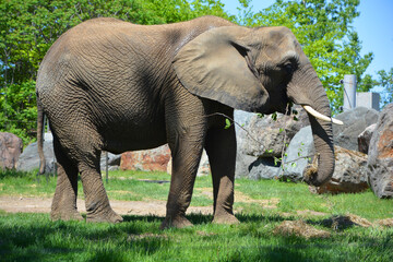 Naklejka na ściany i meble African elephants are elephants of the genus Loxodonta. The genus consists of two extant species: the African bush elephant, L. africana, and the smaller African forest elephant