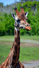 The giraffe (Giraffa camelopardalis) is an African even-toed ungulate mammal, the tallest of all extant land-living animal species, and the largest ruminant. © Daniel Meunier