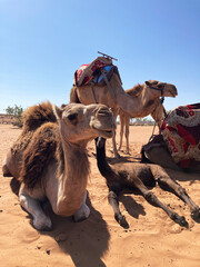 Camels in The Moroccan Sun