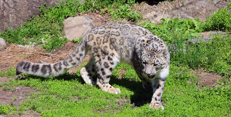 The snow leopard is a large cat native to the mountain ranges of Central and South Asia. It is listed as endangered on the IUCN Red List of Threatened Species