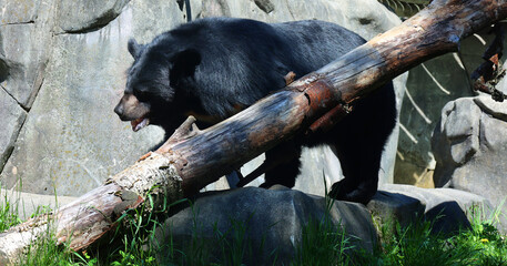 Asian black bear (Ursus thibetanus or Selenarctos thibetanus), also moon or white-chested bear, is...