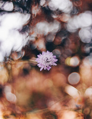 Wild flowers at Tuscany - Meadow - Italy