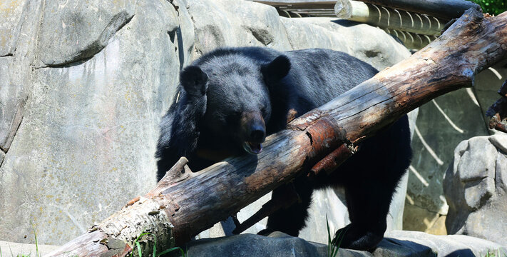 Asian black bear (Ursus thibetanus or Selenarctos thibetanus), also moon or white-chested bear, is a medium-sized bear species native to Asia and largely adapted to arboreal life