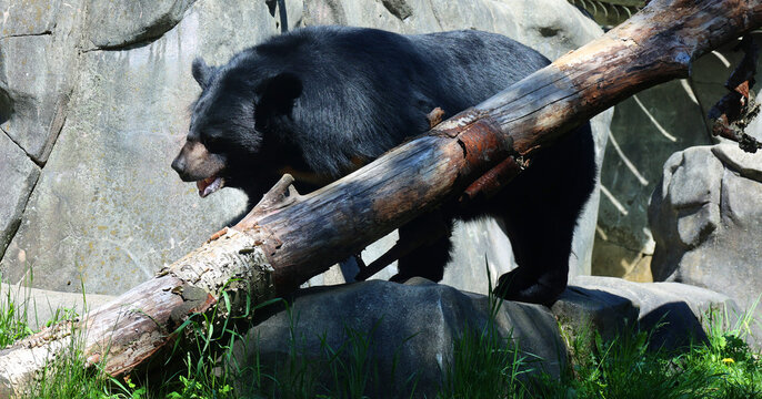 Asian black bear (Ursus thibetanus or Selenarctos thibetanus), also moon or white-chested bear, is a medium-sized bear species native to Asia and largely adapted to arboreal life