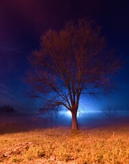 Fototapeta na wymiar Tree in the open field at night.