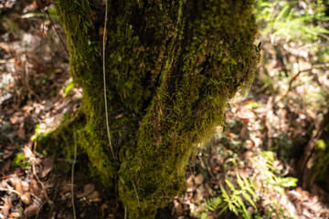 garajonay national park, la gomera, la gomera tropical forest, lagomera vegetation, la gomera national park