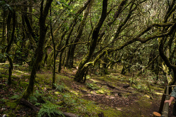 garajonay national park, la gomera, la gomera tropical forest, lagomera vegetation, la gomera national park