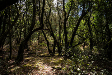 garajonay national park, la gomera, la gomera tropical forest, lagomera vegetation, la gomera national park