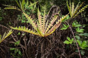 garajonay national park, la gomera, la gomera tropical forest, lagomera vegetation, la gomera national park