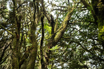 Fototapeta premium garajonay national park, la gomera, la gomera tropical forest, lagomera vegetation, la gomera national park