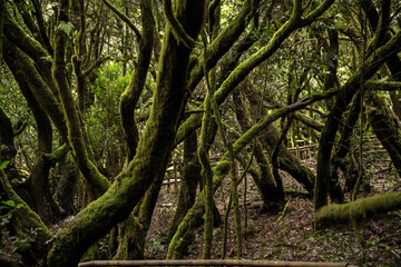 garajonay national park, la gomera, la gomera tropical forest, lagomera vegetation, la gomera national park