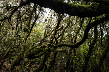 garajonay national park, la gomera, la gomera tropical forest, lagomera vegetation, la gomera national park