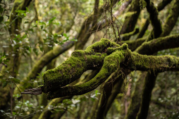 garajonay national park, la gomera, la gomera tropical forest, lagomera vegetation, la gomera national park