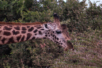 Giraffe
