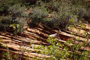 Rocky Mountain sheep