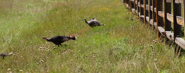 Wild turkeys in prairie grasses