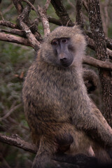 Baboon