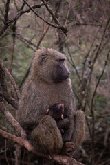 Baboon Baby and Mother