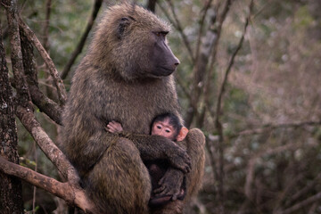 Baboon baby and mother