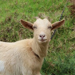 goat on pasture