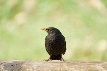 Blackbird sitting on a branch. green empty background