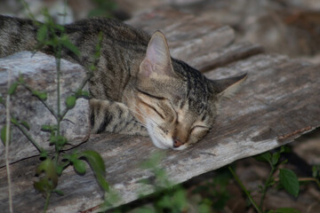 Gato durmiendo tranquilamente 