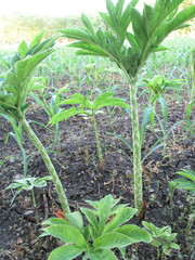 rattan trees that grow well in the fields are about 2 months old