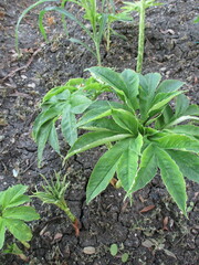 rattan trees that grow well in the fields are about 2 months old