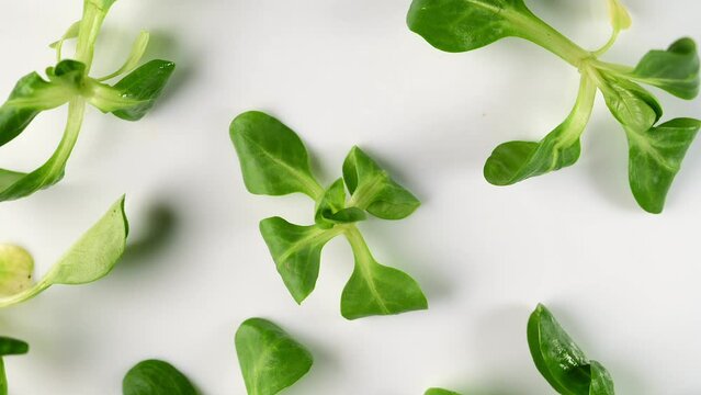 Fresh green Rapunzel Salad on white background