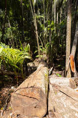 Views of the rainforest canopy along the Knoll walking track within Tamborine National Park, Queensland, Australia