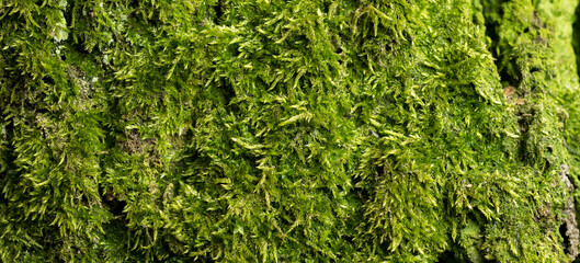 moss texture close-up for background
