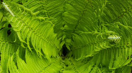 fern leaves close-up for background