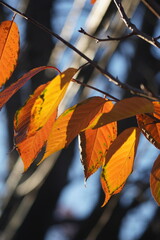 maple and fall tree golden and red leaves