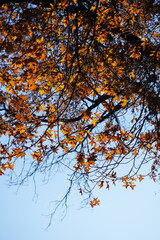 maple and fall tree golden and red leaves