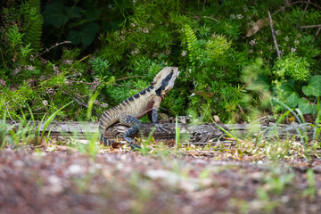 Portrait of the Australian water dragon (Intellagama lesueurii) in its habitat.