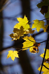 maple and fall tree golden and red leaves