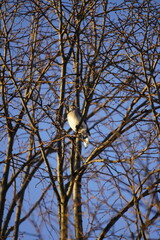 maple and fall tree golden and red leaves