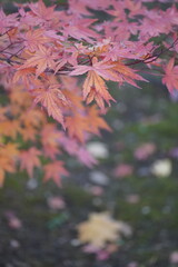 maple and fall tree golden and red leaves