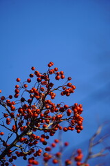 maple and fall tree golden and red leaves